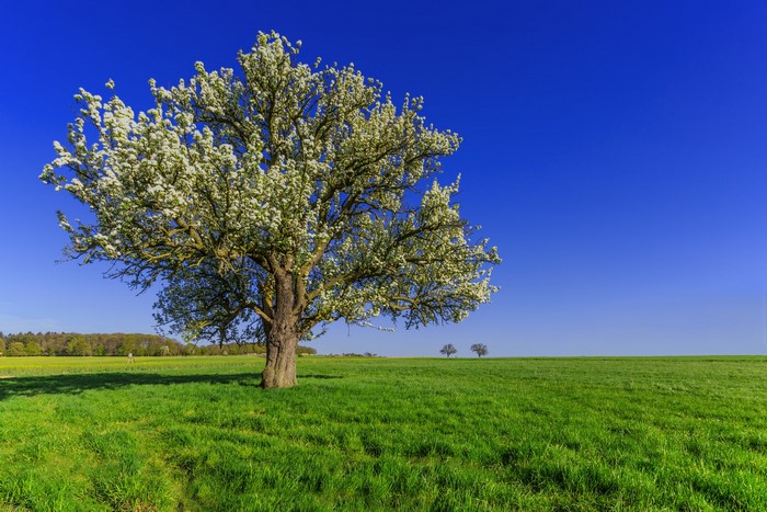 Blooming tree in a green field under a blue sky