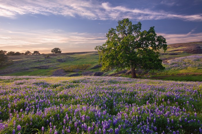 Field of purple lupines with a large oak tree at sunset