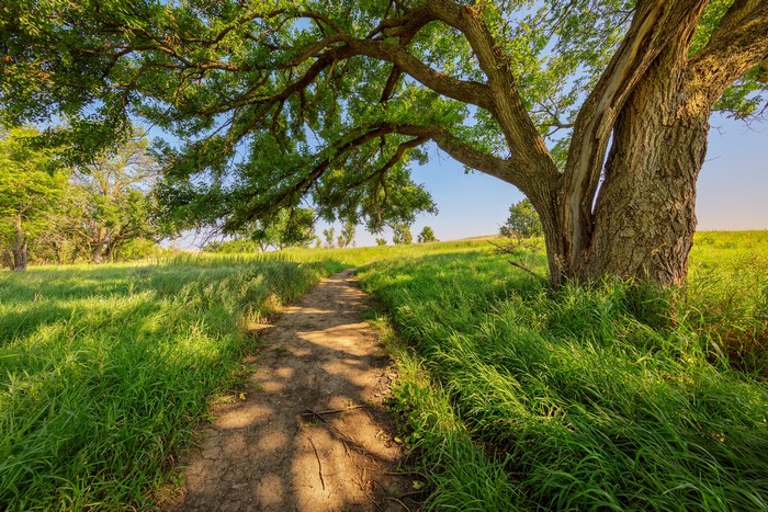 A dirt path winds through a grassy field under a large tree.