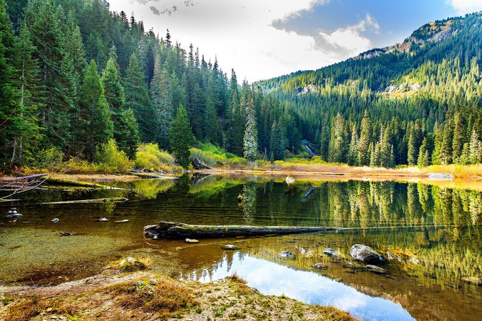 Lake surrounded by pine forests and mountains