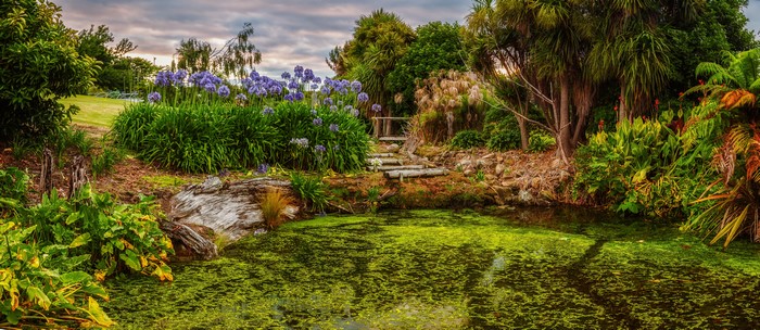 Pond with Agapanthus Flowers and Lush Garden
