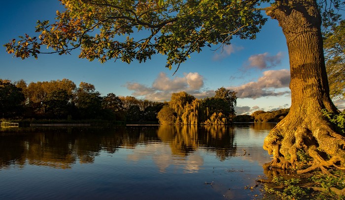 Tree trunk by a lake with reflections