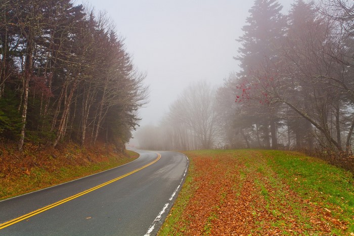 Winding road through a foggy autumn forest