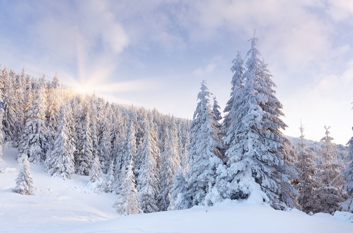 Winter forest covered in snow with sun rays
