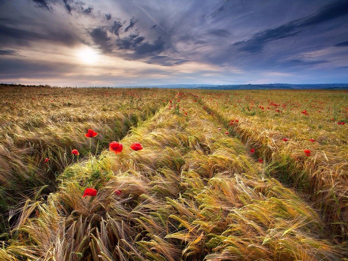 Field of wheat with poppies under a cloudy sky