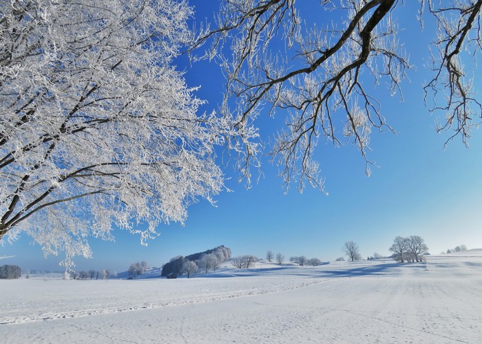 4K Winter Snow Branches