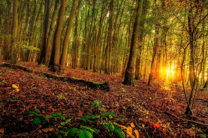 Forest with sunbeams filtering through trees