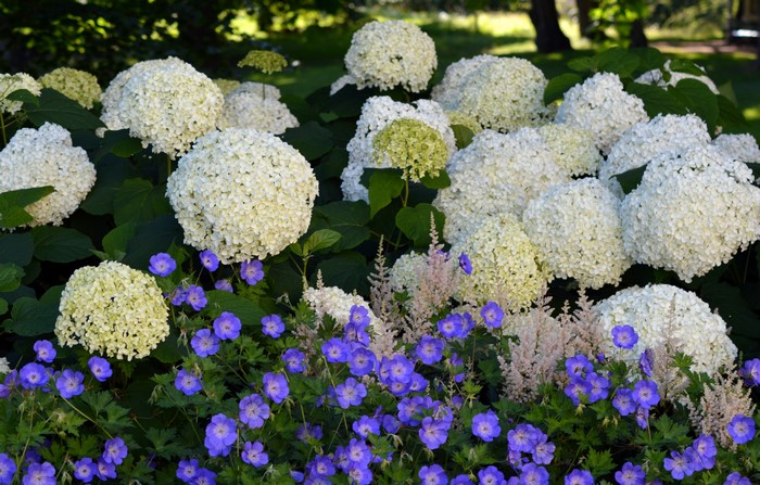 White Hydrangeas and Purple Geraniums in a Garden