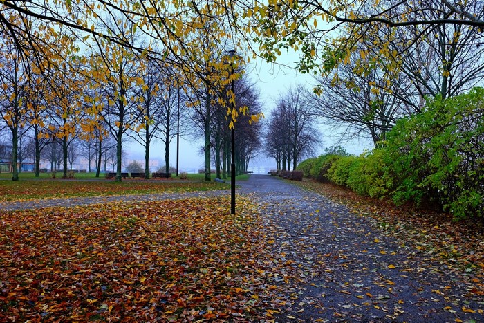 Park path in autumn with fallen leaves