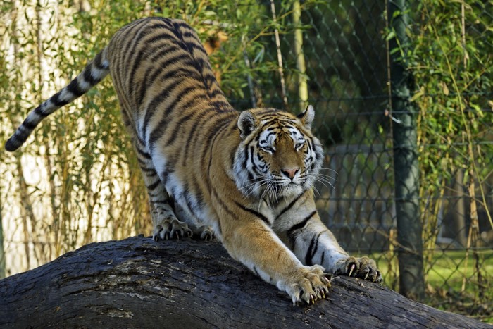 Tiger stretching on a log