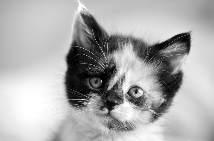 Black and white kitten's face