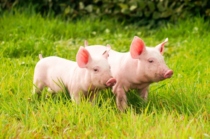 Two young pigs in grass