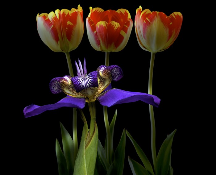 Three Tulips and an Iris