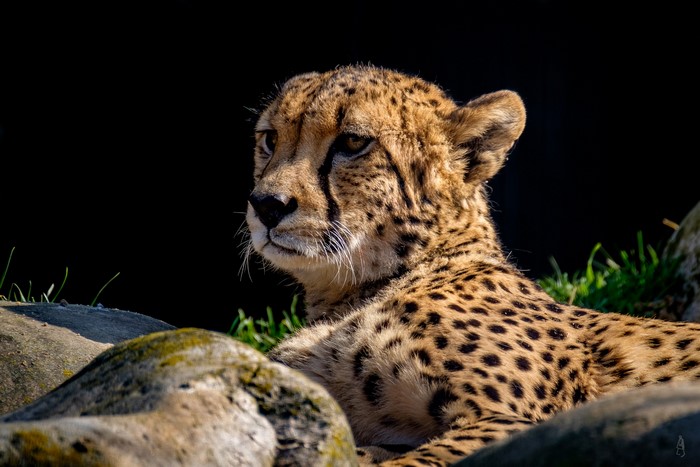 Cheetah resting on rocks with black background