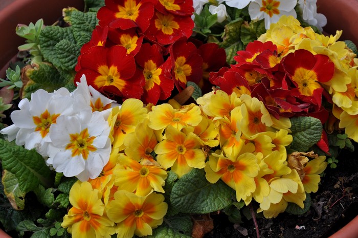 4K Primula flowers in a pot