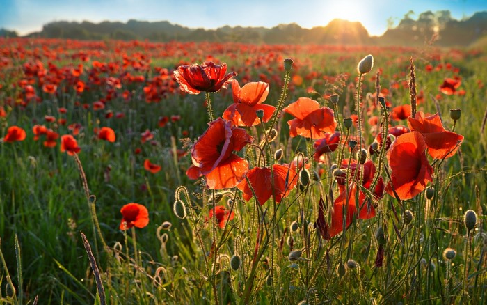 Field of red poppies at sunset