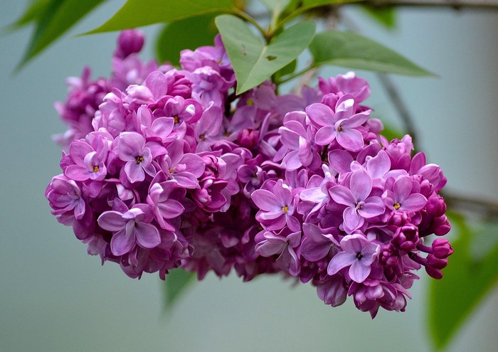 Closeup of a blooming lilac flower cluster