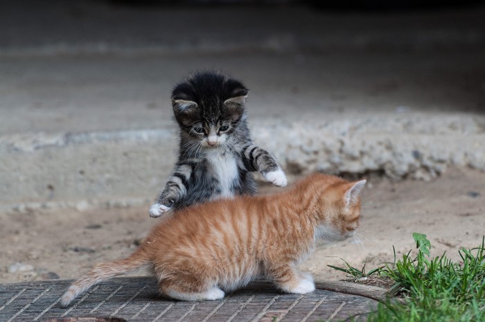 Two kittens playing outdoors