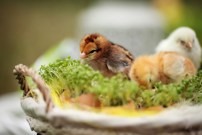 Three chicks in a basket with sprouts