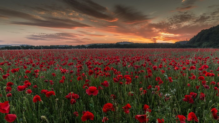 Field of red poppies at sunset