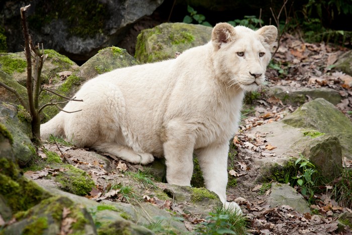 White Lion Cub in Rocky Habitat
