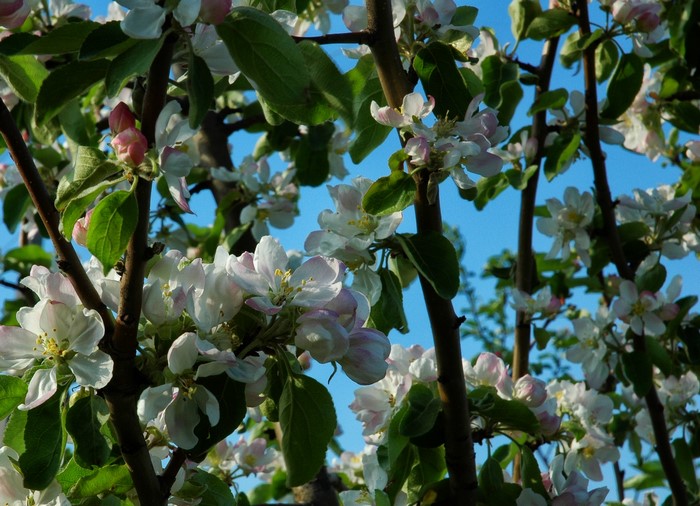 Apple tree blossoms against a blue sky