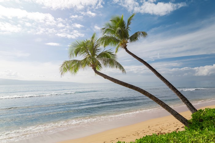 Palm trees on a beach in Hawaii
