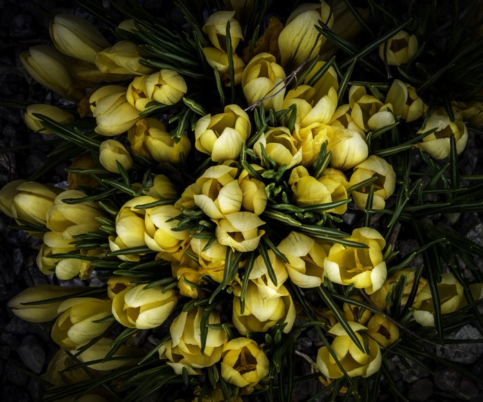 A cluster of yellow crocuses in bloom