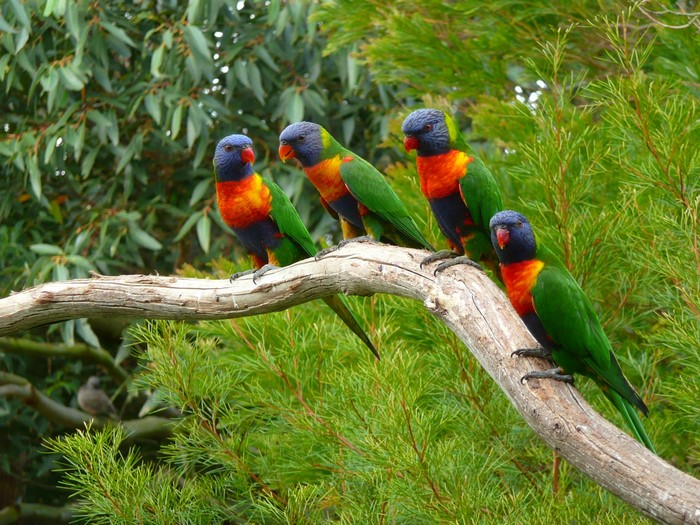 Four colorful parrots perched on a tree branch
