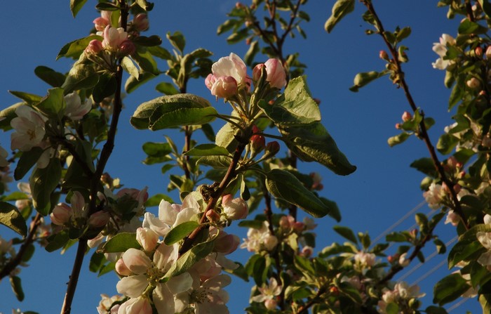 Apple tree branches with pink and white flowers