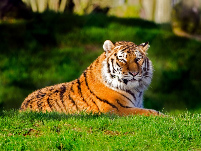 Tiger lying on grass