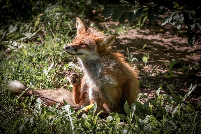 Fox scratching itself in the grass
