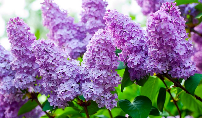 Close-up of blooming purple lilacs