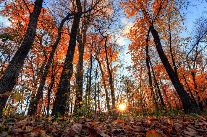 Sunlight through autumn trees with fallen leaves
