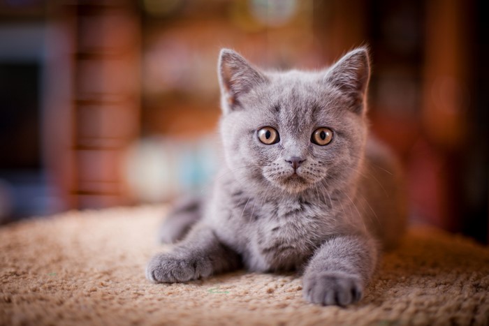 Grey kitten looking at the camera