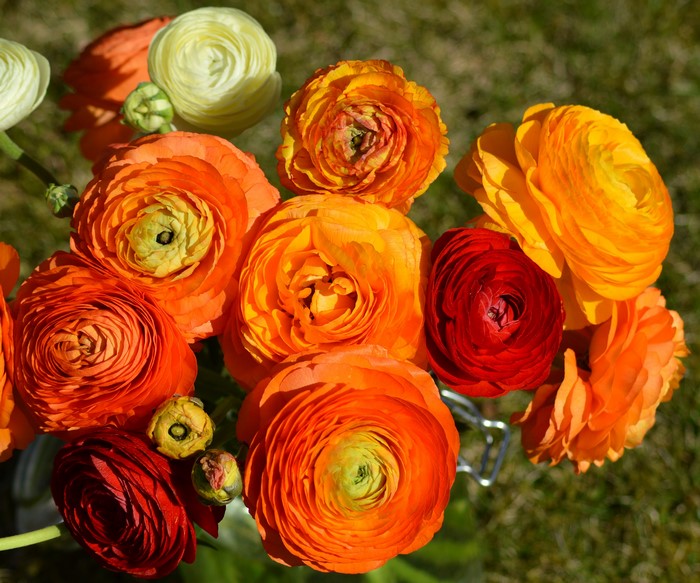 Close-up of Orange Ranunculus Flowers