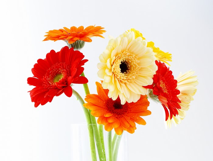 Bouquets of Gerberas on White Background