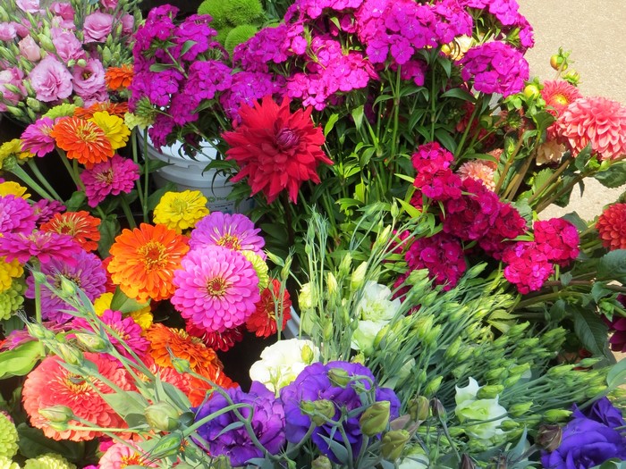 Vibrant Mixed Garden Flowers in Full Bloom