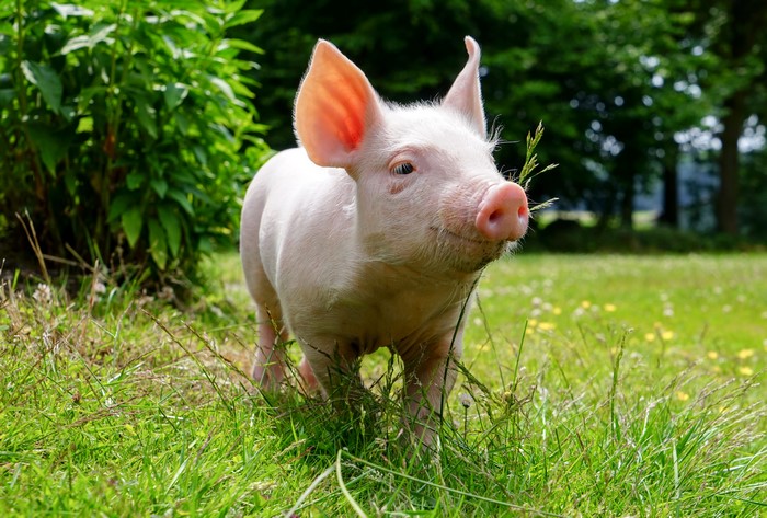 Domestic pig standing in a grassy field