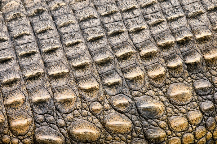Crocodile skin texture 4K