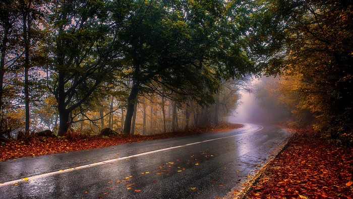 Road through an autumn forest with fog