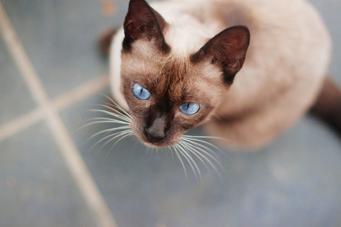 Siamese cat with blue eyes looking up