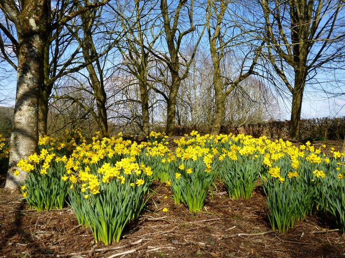 4K Daffodils in Bloom at Rosemoor Gardens, United Kingdom