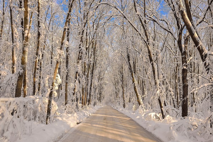 Snow covered forest road in winter