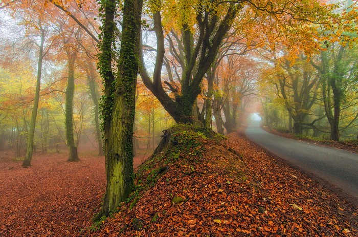 Autumn road through a foggy forest with fallen leaves