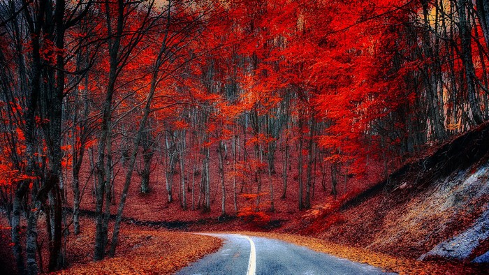 Road through an autumn forest with red trees