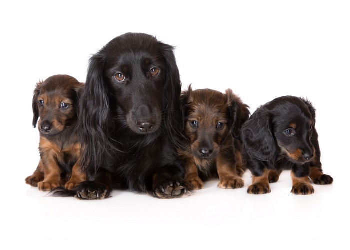 Long-haired black Dachshund with three puppies