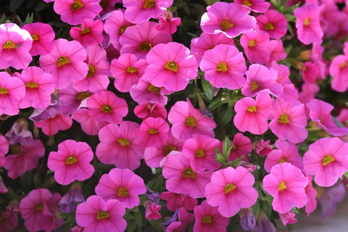 Many pink Calibrachoa flowers in a close-up view