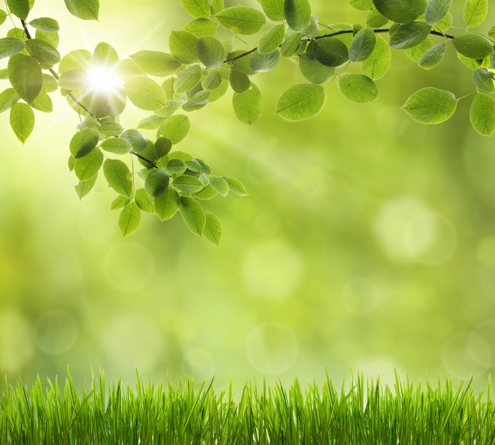 Green Leaves and Grass with Sunlight