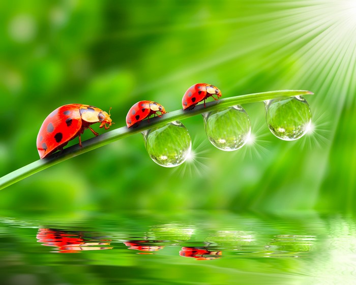Ladybugs on a blade of grass with water drops